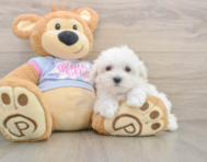 8 week old Maltese Puppy For Sale - Windy City Pups