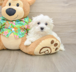 8 week old Maltese Puppy For Sale - Windy City Pups