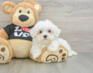 8 week old Maltese Puppy For Sale - Windy City Pups