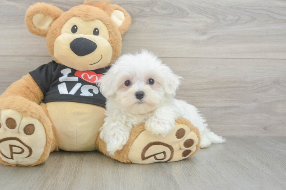 8 week old Maltese Puppy For Sale - Windy City Pups
