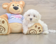 9 week old Maltese Puppy For Sale - Windy City Pups