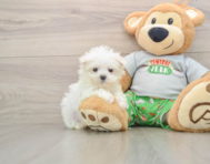 7 week old Maltese Puppy For Sale - Windy City Pups