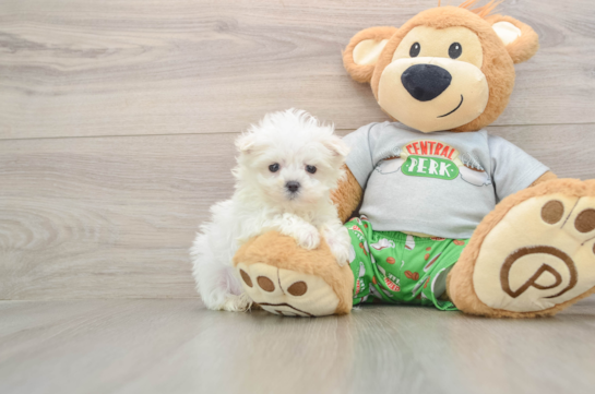 Best Maltese Baby