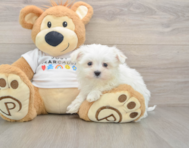 8 week old Maltese Puppy For Sale - Windy City Pups