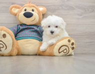 8 week old Maltese Puppy For Sale - Windy City Pups