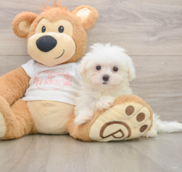7 week old Maltese Puppy For Sale - Windy City Pups