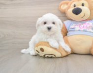 8 week old Maltese Puppy For Sale - Windy City Pups
