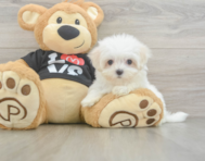 8 week old Maltese Puppy For Sale - Windy City Pups
