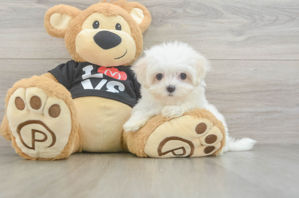 8 week old Maltese Puppy For Sale - Windy City Pups