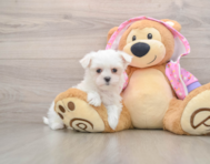7 week old Maltese Puppy For Sale - Windy City Pups