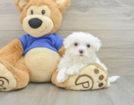 8 week old Maltese Puppy For Sale - Windy City Pups