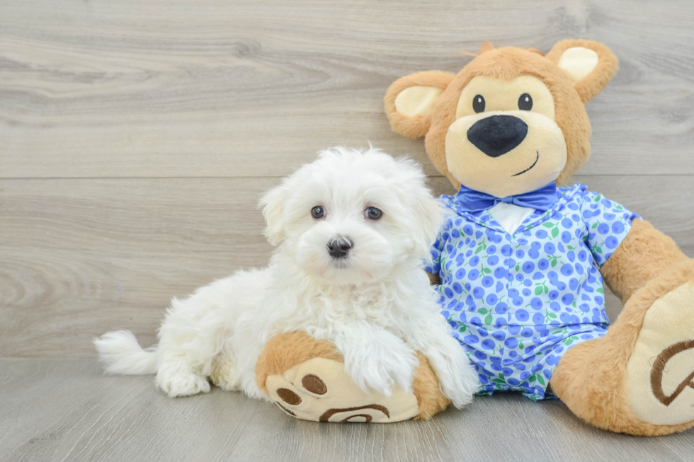 Cute Maltese Purebred Puppy