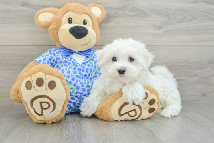 Maltese Pup Being Cute