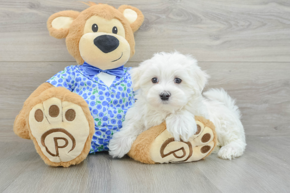 Maltese Pup Being Cute