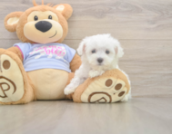 8 week old Maltese Puppy For Sale - Windy City Pups