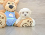 7 week old Maltese Puppy For Sale - Windy City Pups