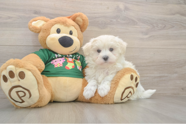 Energetic Maltese Purebred Puppy