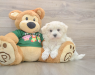 10 week old Maltese Puppy For Sale - Windy City Pups