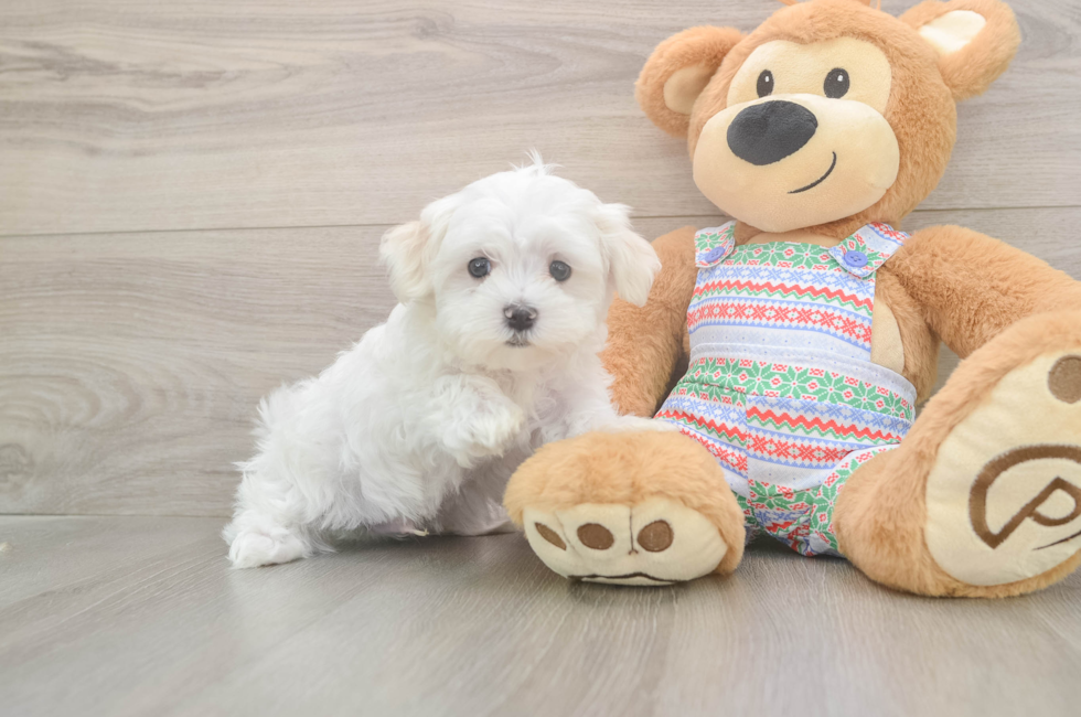 7 week old Maltese Puppy For Sale - Windy City Pups