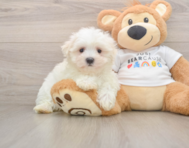 7 week old Maltese Puppy For Sale - Windy City Pups