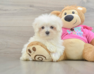 8 week old Maltese Puppy For Sale - Windy City Pups