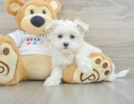 9 week old Maltese Puppy For Sale - Windy City Pups