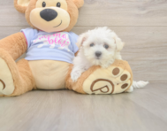 8 week old Maltese Puppy For Sale - Windy City Pups