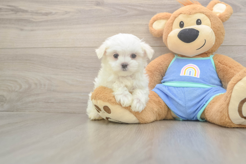 Meet Martin - our Maltese Puppy Photo  2/3 - Windy City Pups Maltese Pup Being Cute