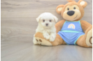 Meet Martin - our Maltese Puppy Photo  2/3 - Windy City Pups Maltese Pup Being Cute
