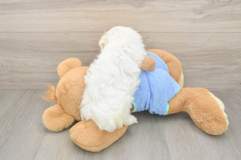 Meet Martin - our Maltese Puppy Photo  3/3 - Windy City Pups Akc Registered Maltese Baby