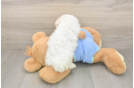 Meet Martin - our Maltese Puppy Photo  3/3 - Windy City Pups Akc Registered Maltese Baby