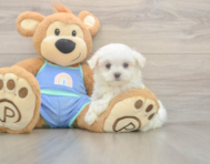 7 week old Maltese Puppy For Sale - Windy City Pups