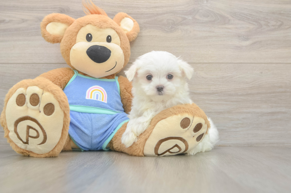 8 week old Maltese Puppy For Sale - Windy City Pups