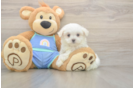 Meet Martin - our Maltese Puppy Photo  1/3 - Windy City Pups Energetic Maltese Purebred Puppy