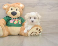 10 week old Maltese Puppy For Sale - Windy City Pups