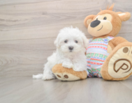 7 week old Maltese Puppy For Sale - Windy City Pups