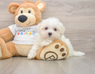 8 week old Maltese Puppy For Sale - Windy City Pups