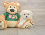 10 week old Maltese Puppy For Sale - Windy City Pups