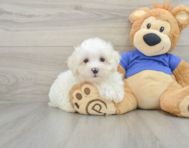 9 week old Maltese Puppy For Sale - Windy City Pups