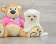 8 week old Maltese Puppy For Sale - Windy City Pups