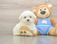 7 week old Maltese Puppy For Sale - Windy City Pups