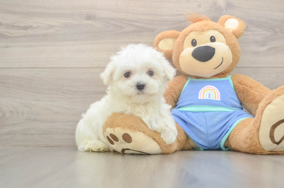 8 week old Maltese Puppy For Sale - Windy City Pups