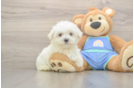 Meet Max - our Maltese Puppy Photo  1/3 - Windy City Pups Funny Maltese Baby
