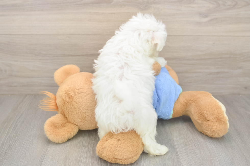 Meet Max - our Maltese Puppy Photo  3/3 - Windy City Pups Best Maltese Baby