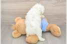 Meet Max - our Maltese Puppy Photo  3/3 - Windy City Pups Best Maltese Baby