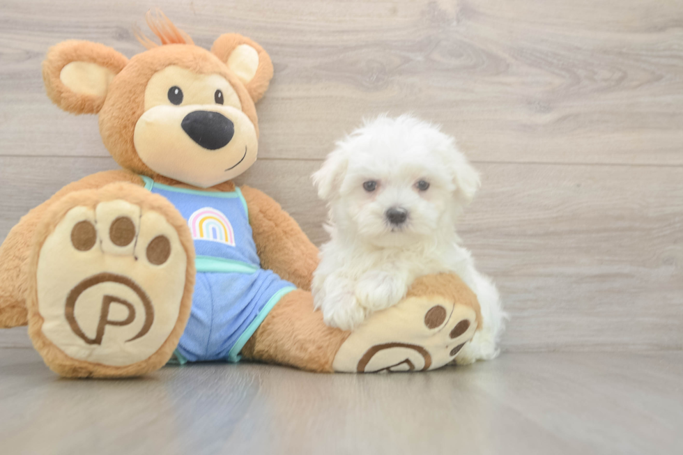 Meet Max - our Maltese Puppy Photo  2/3 - Windy City Pups Cute Maltese Purebred Puppy