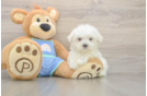 Meet Max - our Maltese Puppy Photo  2/3 - Windy City Pups Cute Maltese Purebred Puppy