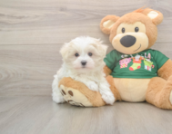 10 week old Maltese Puppy For Sale - Windy City Pups