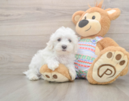 7 week old Maltese Puppy For Sale - Windy City Pups