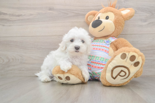 Maltese Pup Being Cute